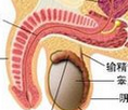 龟头红肿怎么办