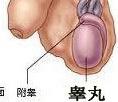 睾丸炎的症状有